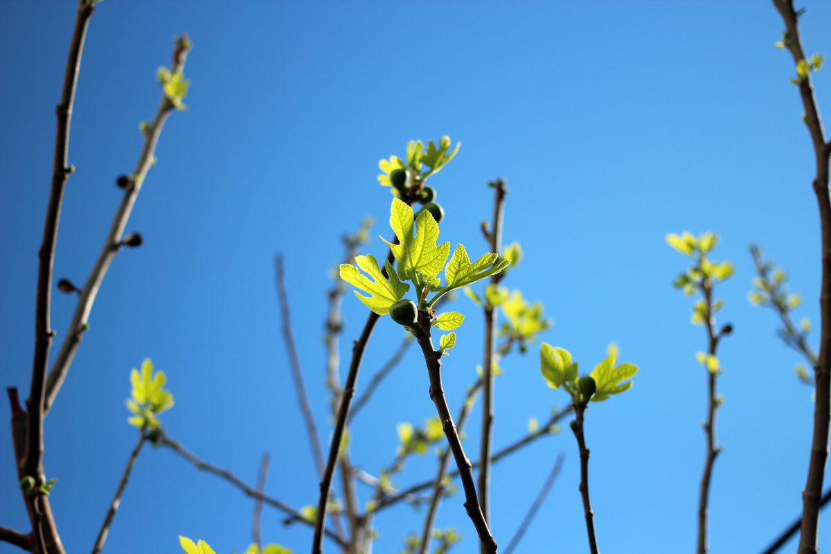 Liturgia e o final dos tempos