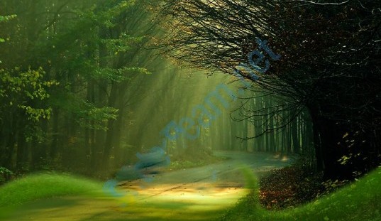 Pedagogia lit�rgica de Novembro 2015